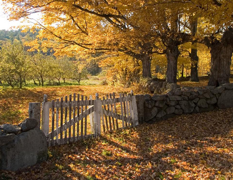 Orchard gate